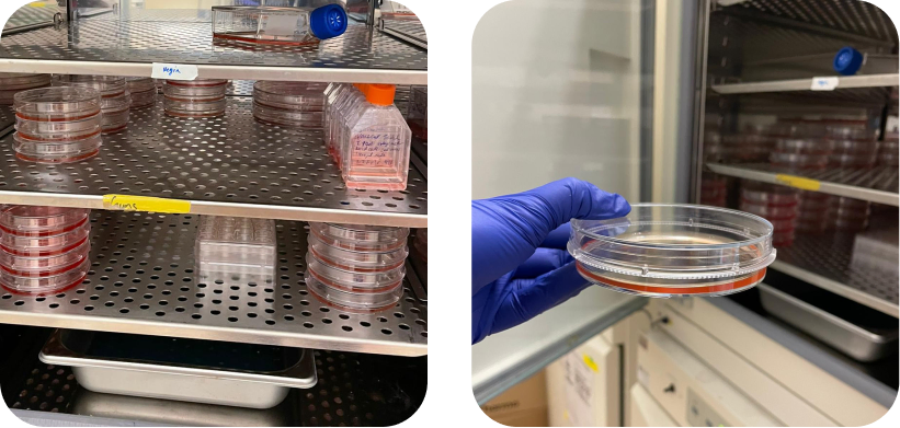SnapCyte cell growth calculator, problem statement (2)